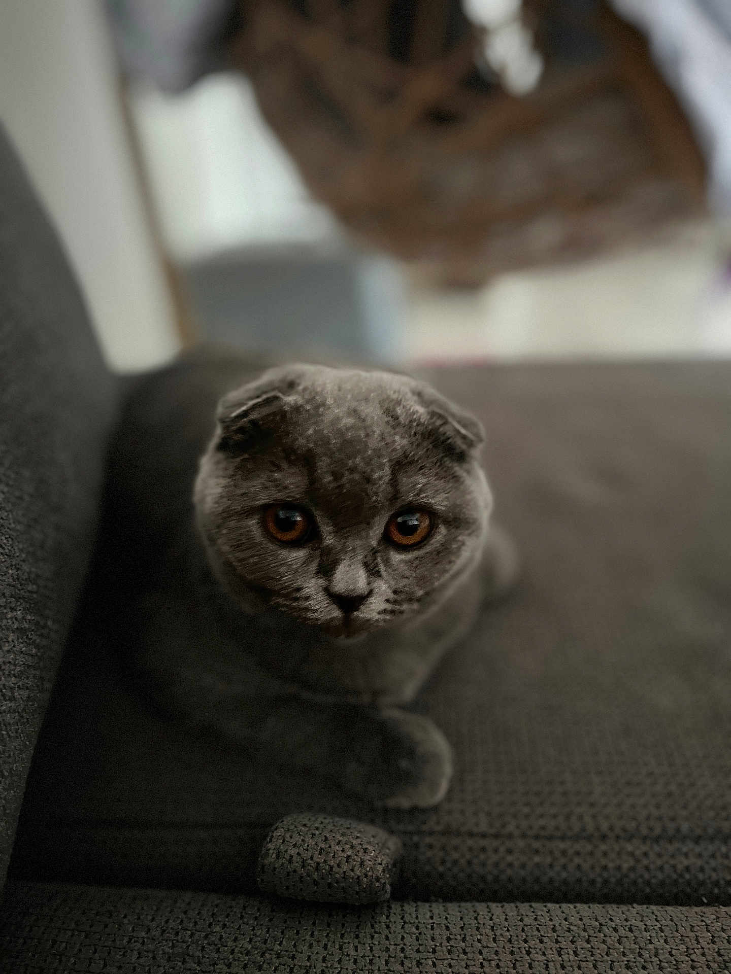 Melisa a rejoint le concours — aidez-le/la à gagner de superbes lots ! amber_eyes, animal, cat, closeup, couch, cozy, curious, domestic, feline, furniture, gray_fur, home, indoor, pet, portrait, relaxed, scottish_fold, sofa, soft, texture