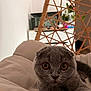 Melisa participe au concours pour gagner de l'argent avec cette photo : amber_eyes, animal, cat, chair, close_up, cozy, cushion, cute, fur, furniture, gray_cat, home, houseplant, indoor, mammal, pet, relaxed, scottish_fold, soft, whiskers