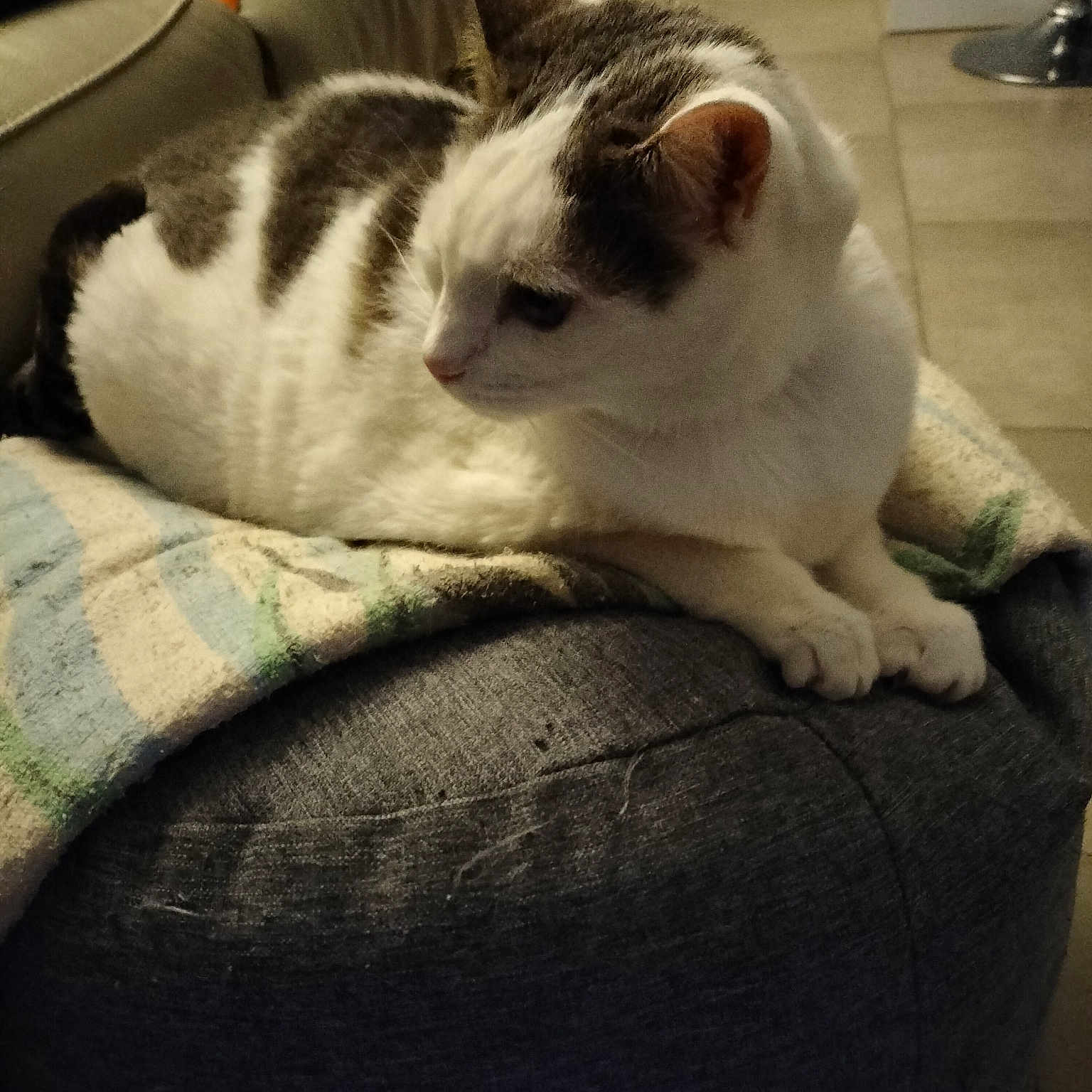 Laya
