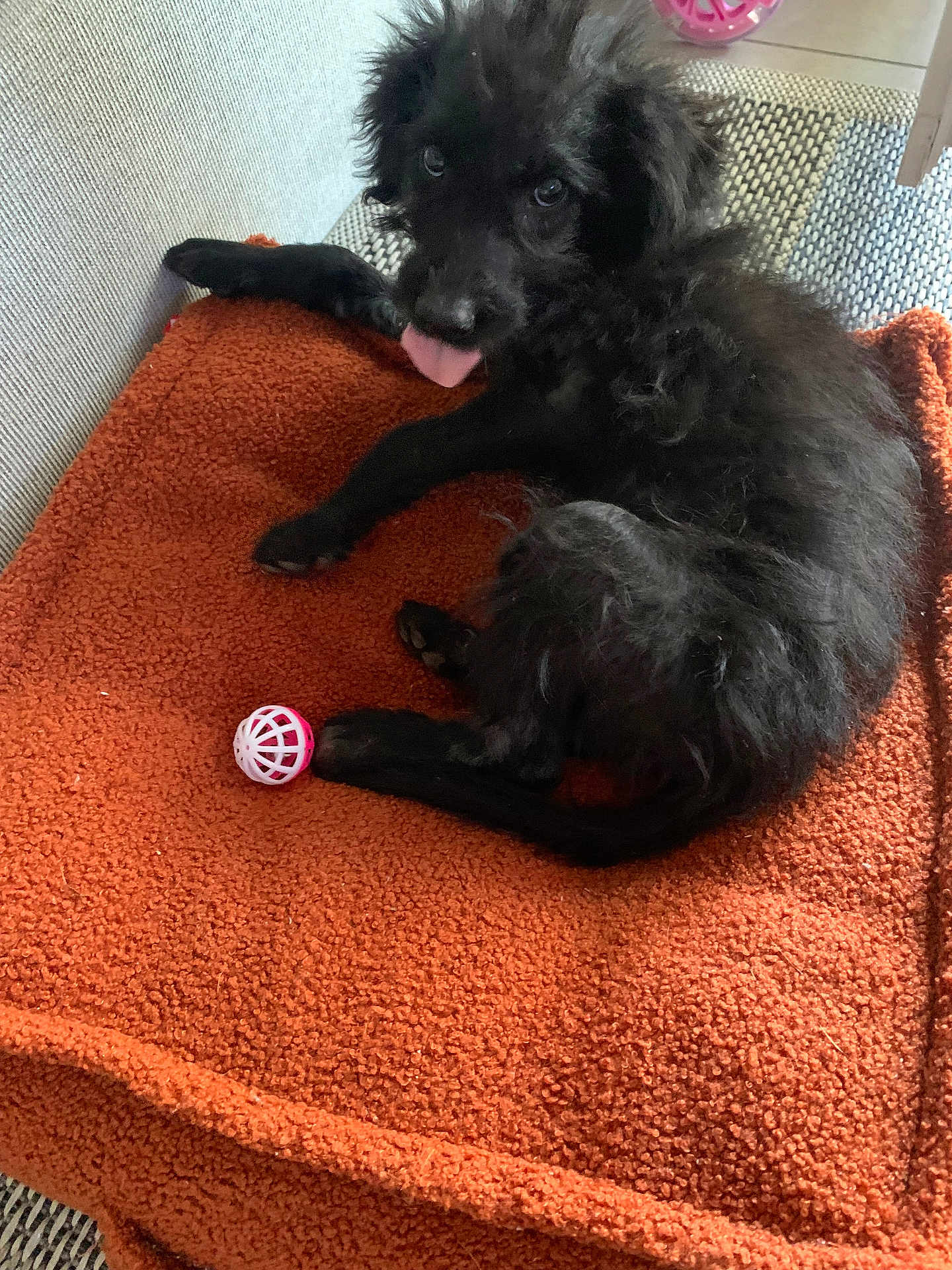 Daisy participe au concours pour gagner de l'argent avec cette photo : puppy, dog, black_dog, blanket, toy, ball, indoor, pet, cute, tongue_out, fur, resting, cozy, playful, animal, lying_down, carpet, home, young_dog, curious