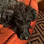 dog, black_dog, pet, animal, fur, nose, blanket, orange_blanket, texture, indoor, resting, close_up, cozy, carpet, pattern, floor, laying_down, sleepy, cute, fur_texture
