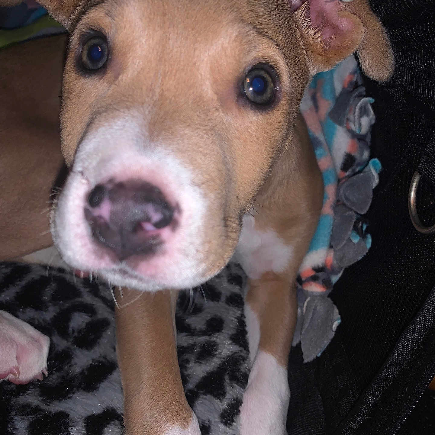 Lily Rose is registered to the contest to win money with this photo: accessories, animal, beagle, boxer, bulldog, canine, dog, hound, husky, labradorretriever, leash, machine, pet, pig, pitbull, puppy, snout, spoke, strap, whitedog