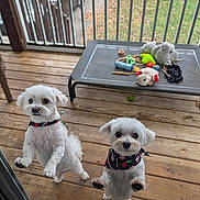 Lucas And Linclon joined the competition — help win amazing prizes! dog, white_dog, small_dog, bandana, wooden_deck, dog_toys, raised_bed, outdoor, grass, car, fence, pet, cute, playful, looking, standing, front_paws, ears, nose, eyes