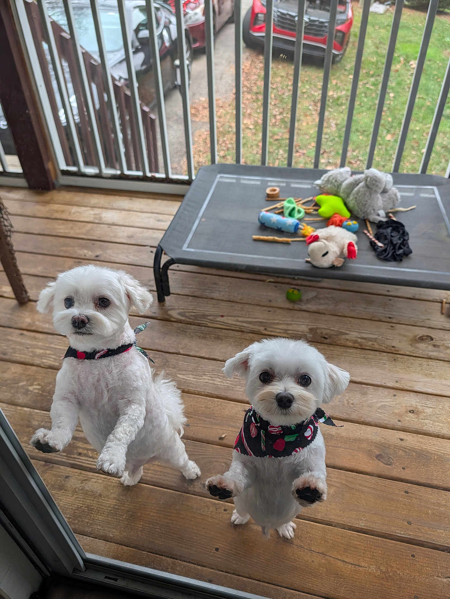 Lucas And Linclon joined the competition — help win amazing prizes! dog, white_dog, small_dog, bandana, wooden_deck, dog_toys, raised_bed, outdoor, grass, car, fence, pet, cute, playful, looking, standing, front_paws, ears, nose, eyes