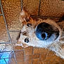 dog, close_up, nose, eye, fur, pet, animal, tile_floor, brown, texture, laying_down, curious, portrait, canine, whiskers, indoor, cute, muzzle, ears, domestic_animal