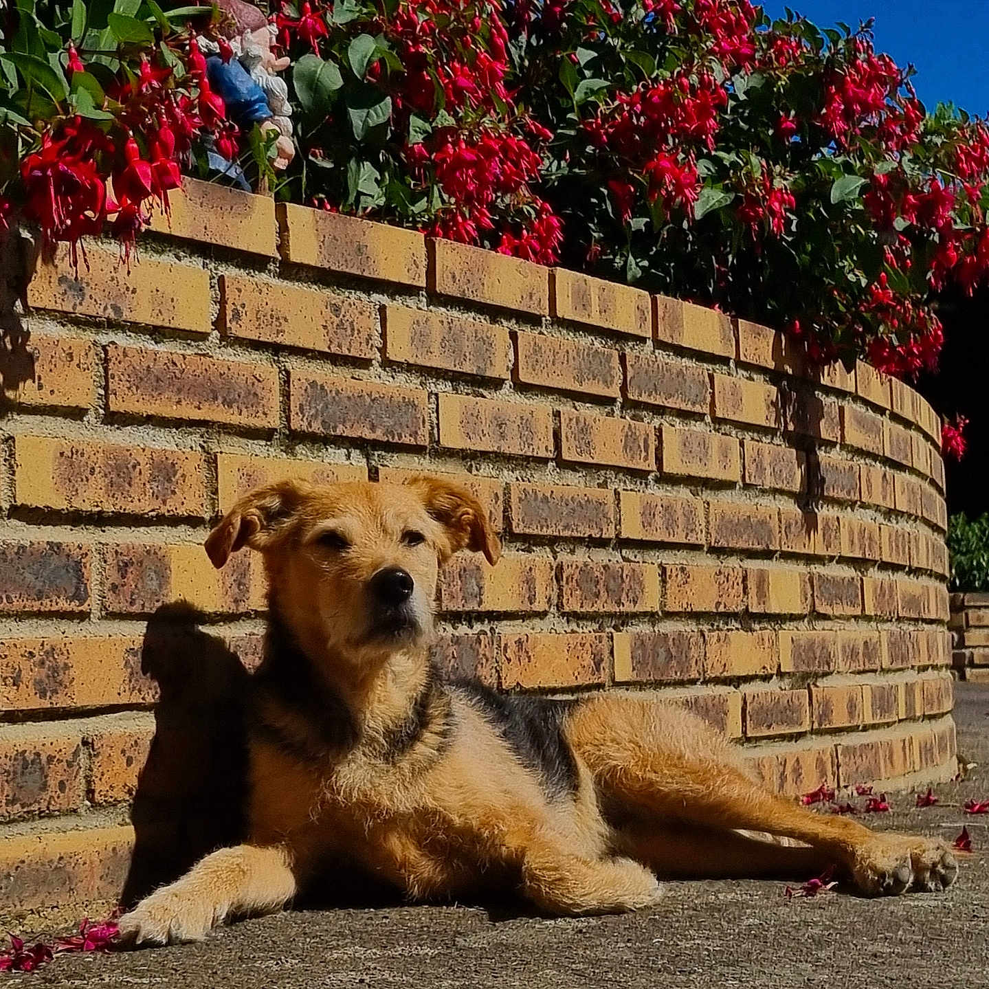 Emma a rejoint le concours — aidez-le/la à gagner de superbes lots ! animal, blue_sky, brick_wall, calm, canine, daytime, dog, flowers, fur, garden_gnome, greenery, nature, outdoor, pavement, pet, relaxed, resting, shadow, summer, sunlight