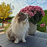 Gino participe au concours pour gagner de l'argent avec cette photo : cat, clouds, daylight, flower_vase, fluffy, fur, garden, greenery, nature, outdoor, patio, pet, pink_flowers, portrait, relaxation, sitting, sky, table, tree, yellow_leaves