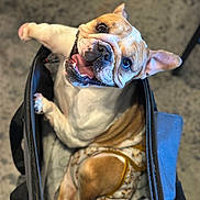 Azalea joined the competition — help win amazing prizes! bag, brown_and_white, carpet, closeup, cute, dog, french_bulldog, happy, harness, indoor, looking_up, muzzle, paws, pet, playful, portrait, smiling, stroller, tongue_out, wrinkled_face