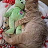 kitten, cat, sleeping, fluffy, fur, pet, stuffed_animal, teddy_bear, green_toy, cuddling, blanket, red_and_white, cozy, indoors, bedtime, relaxed, cute, animal, portrait, soft_texture