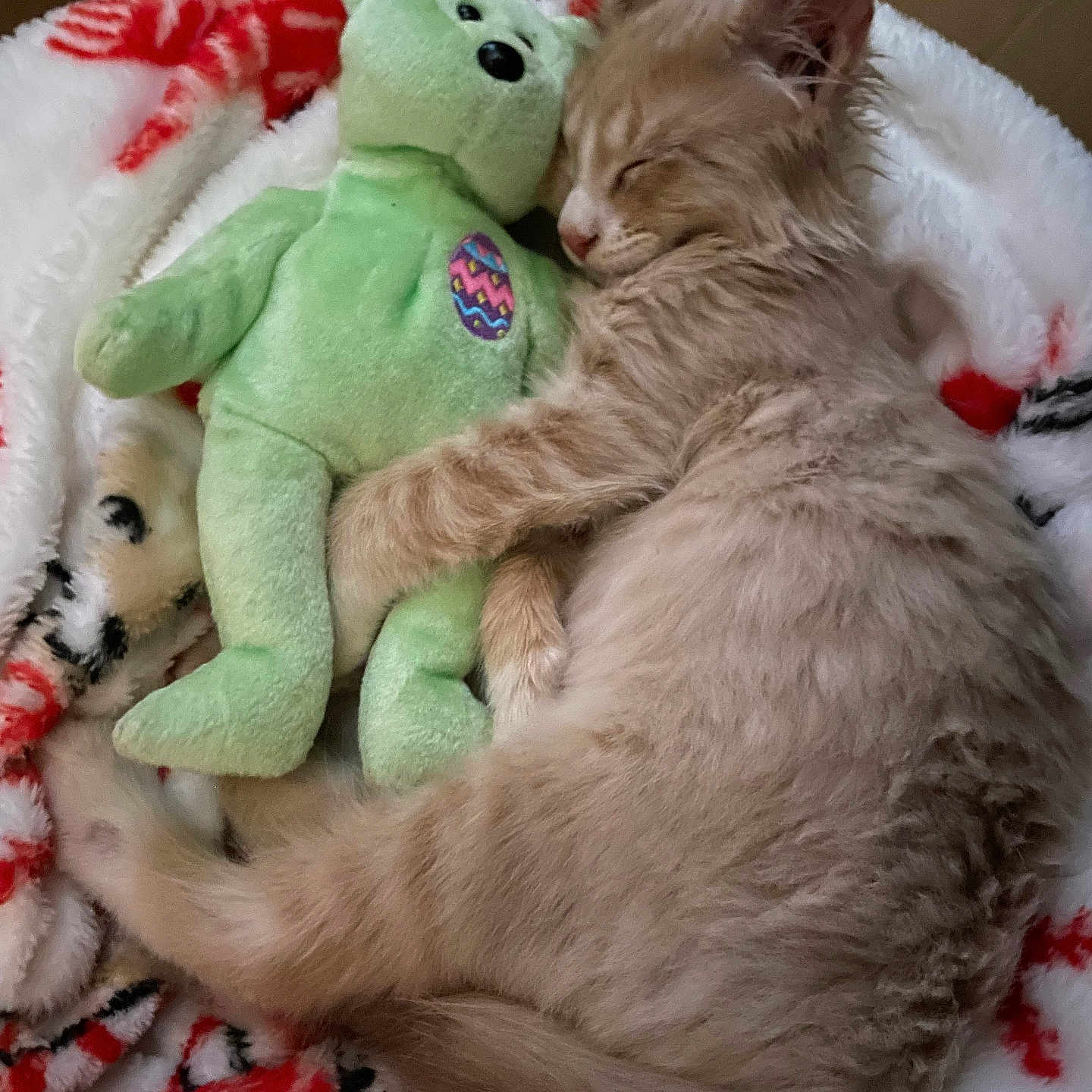 Mr. Tanner joined the competition — help win amazing prizes! kitten, cat, sleeping, fluffy, fur, pet, stuffed_animal, teddy_bear, green_toy, cuddling, blanket, red_and_white, cozy, indoors, bedtime, relaxed, cute, animal, portrait, soft_texture