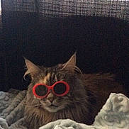 Mami is registered to the contest to win money with this photo: cat, sunglasses, pet, feline, fluffy, indoor, blanket, cozy, resting, cute, funny, animal, mammal, domestic, home, relaxing, accessory, fashion, portrait, comfy