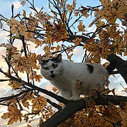 Poupounne participe au concours pour gagner de l'argent avec cette photo : cat, tree, autumn_leaves, branch, outdoor, sky, sunset, white_cat, black_spots, animal, nature, close_up, feline, curious, fall, leafy_tree, wildlife, pet, mammal, daylight