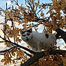 cat, tree, autumn_leaves, branch, outdoor, sky, sunset, white_cat, black_spots, animal, nature, close_up, feline, curious, fall, leafy_tree, wildlife, pet, mammal, daylight