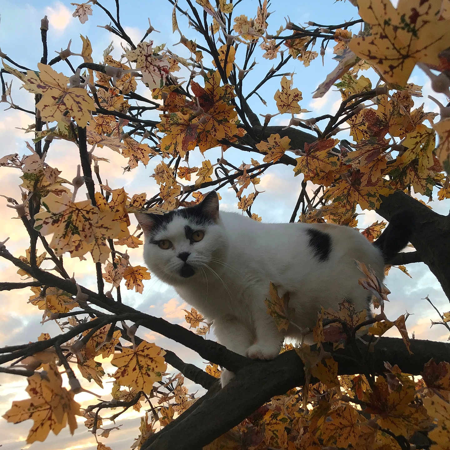 Poupounne participe au concours pour gagner de l'argent avec cette photo : cat, tree, autumn_leaves, branch, outdoor, sky, sunset, white_cat, black_spots, animal, nature, close_up, feline, curious, fall, leafy_tree, wildlife, pet, mammal, daylight