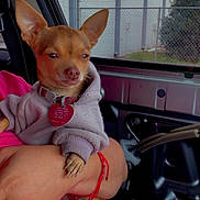 Teddy joined the competition — help win amazing prizes! animal, arm, building, car_interior, casual, chihuahua, clothing, cute, dog, expression, fence, hoodie, indoor, person, pet, red_bracelet, resting, seat, small_dog, window