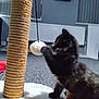 Luna joined the competition — help win amazing prizes! kitten, cat, scratching_post, toy, playing, indoor, carpet, pet, furry, paw, feline, animal, household, cute, black_cat, side_view, fuzziness, domestic, pet_toy, interaction