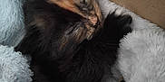 Luna is registered to the contest to win money with this photo: kitten, cat, sleeping, tortoiseshell, fur, cozy, blanket, soft, cardboard_box, pet, animal, cute, rest, indoor, furry, small, comfort, young, closeup, nap