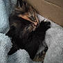 kitten, cat, sleeping, tortoiseshell, fur, cozy, blanket, soft, cardboard_box, pet, animal, cute, rest, indoor, furry, small, comfort, young, closeup, nap