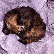 Luna is registered to the contest to win money with this photo: cat, tortoiseshell, sleeping, curled_up, furry, pet, animal, cozy, blanket, soft, resting, indoor, cute, fur, mammal, relaxed, comfort, purple, nap, domestic_cat