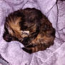 cat, tortoiseshell, sleeping, curled_up, furry, pet, animal, cozy, blanket, soft, resting, indoor, cute, fur, mammal, relaxed, comfort, purple, nap, domestic_cat