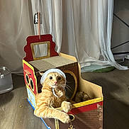 Lani joined the competition — help win amazing prizes! cat, orange_tabby, cardboard_box, pirate_ship, hat, bonnet, indoor, wooden_floor, curtains, pet, animal, cute, playful, feline, wide_eyed, resting, toy, anchor, decorative, household
