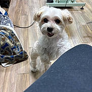 Marlo joined the competition — help win amazing prizes! dog, white_dog, curly_fur, indoor, wooden_floor, pet, blanket, animal, flooring, cute, small_dog, looking_up, furniture, human_leg, cozy, home, playful, companion, domestic_pet, happy