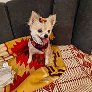 Lily joined the competition — help win amazing prizes! bandana, blanket, bow, chihuahua, costume, couch, cute, decor, dog, ears, fur, furniture, halloween, happy, indoor, pet, pumpkin, sitting, small_dog, tongue_out