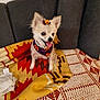 bandana, blanket, bow, chihuahua, costume, couch, cute, decor, dog, ears, fur, furniture, halloween, happy, indoor, pet, pumpkin, sitting, small_dog, tongue_out