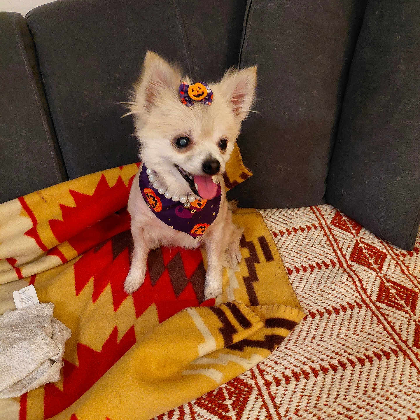 Lily joined the competition — help win amazing prizes! bandana, blanket, bow, chihuahua, costume, couch, cute, decor, dog, ears, fur, furniture, halloween, happy, indoor, pet, pumpkin, sitting, small_dog, tongue_out