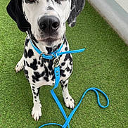 Pistache a rejoint le concours — aidez-le/la à gagner de superbes lots ! dalmatian, dog, puppy, pet, collar, leash, green_turf, indoor, animal, cute, black_and_white, spots, looking_up, sitting, young_dog, canine, domestic_animal, fur, ears, nose