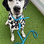 animal, black_and_white, canine, collar, cute, dalmatian, dog, domestic_animal, ears, fur, green_turf, indoor, leash, looking_up, nose, pet, puppy, sitting, spots, young_dog