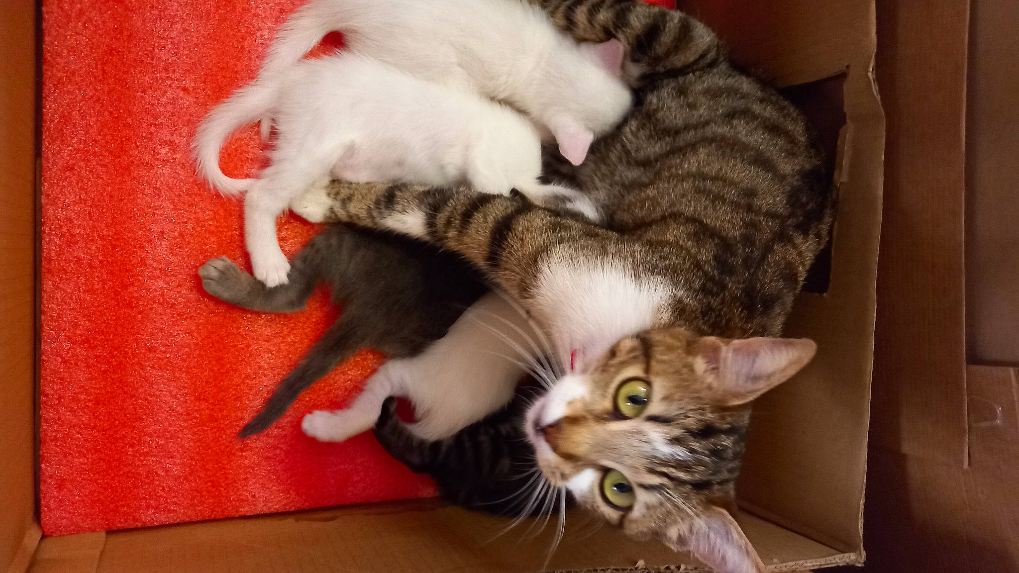 Saké participe au concours pour gagner de l'argent avec cette photo : carnivore, cat, claw, comfort, couch, domestic_short_haired_cat, fawn, felidae, fur, mammal, nap, paw, small_to_medium_sized_cats, snout, tail, vertebrate, whiskers