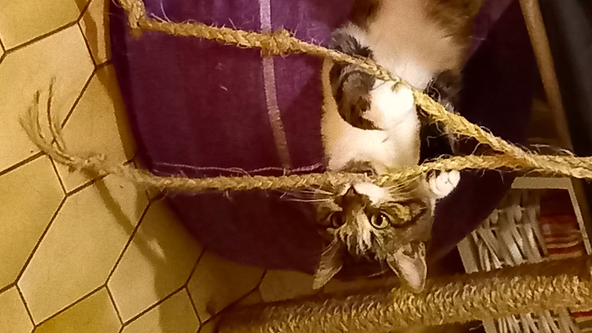 Saké a rejoint le concours — aidez-le/la à gagner de superbes lots ! baggage, bird, cardboard, feather, felidae, fur, hardwood, metal, rope, small_to_medium_sized_cats, still_life_photography, tail, tints_and_shades, twig, whiskers, window, wire, wood