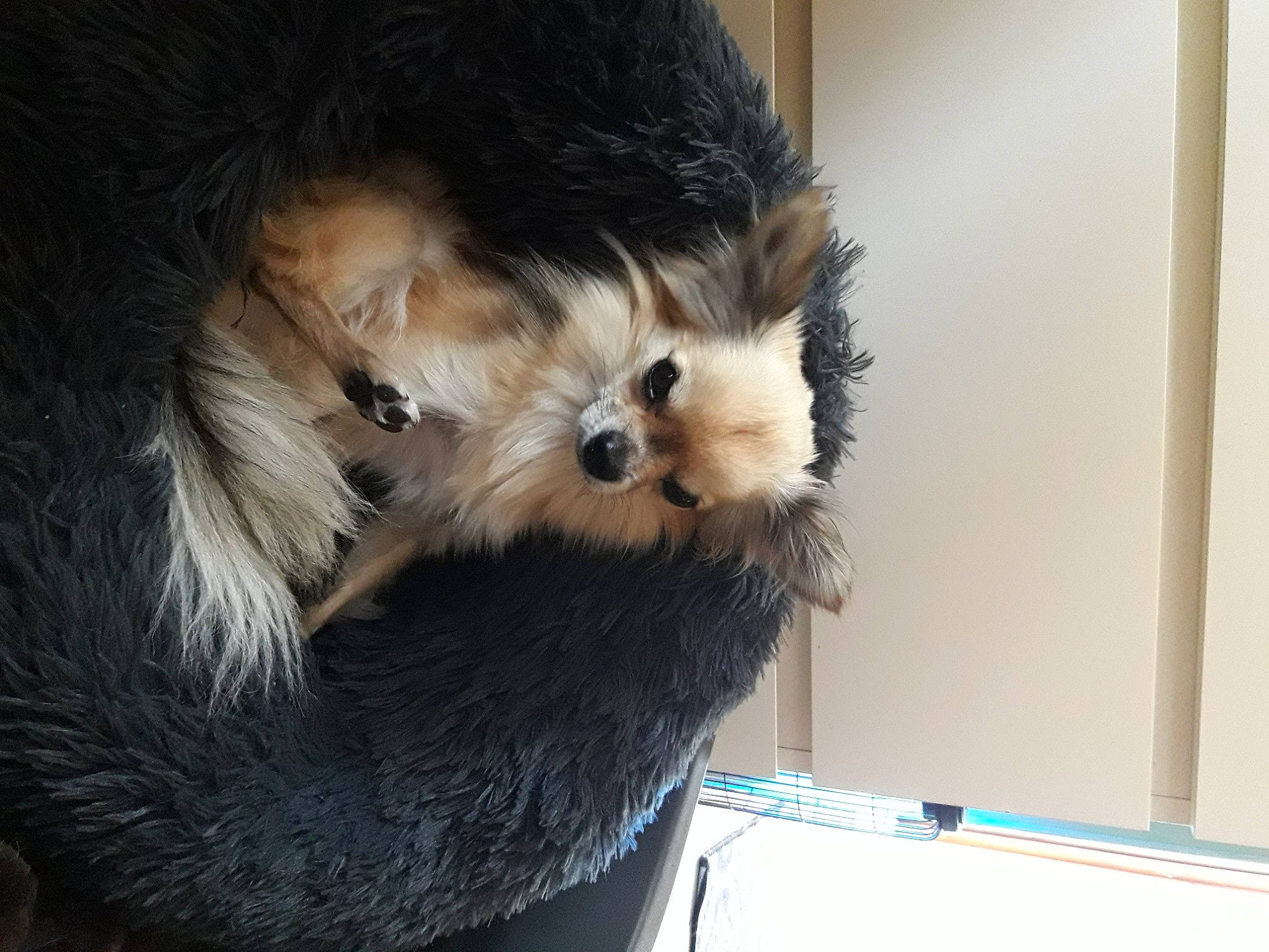 Popeye participe au concours pour gagner de l'argent avec cette photo : carnivore, claw, companion_dog, corgi_chihuahua, dog, dog_breed, fawn, felidae, fur, paw, puppy, small_terrier, small_to_medium_sized_cats, spitz, sporting_group, tail, terrier, toy_dog, whiskers, yorkshire_terrier