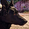 alert, animal, background, black_dog, blue_sky, canine, daylight, dog, ears, fur, gravel, looking_away, nature, outdoor, pet, profile, side_view, sunlight, vibrant, wall