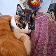 Athos participe au concours pour gagner de l'argent avec cette photo : blanket, books, calico, cat, closeup, colorful, cozy, cute, domestic_animal, feline, fur, home, indoor, pet, purple, relaxation, resting, sleeping, soft, vase