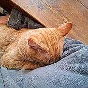 Athos participe au concours pour gagner de l'argent avec cette photo : cat, ginger_cat, sleeping, nap, feline, pet, fur, cozy, blanket, grey_blanket, wooden_table, indoor, resting, comfort, close_up, animal, domestic_animal, relaxation, person_arm, soft_texture