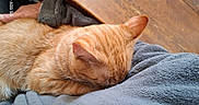 Athos participe au concours pour gagner de l'argent avec cette photo : animal, blanket, cat, close_up, comfort, cozy, domestic_animal, feline, fur, ginger_cat, grey_blanket, indoor, nap, person_arm, pet, relaxation, resting, sleeping, soft_texture, wooden_table