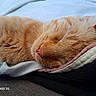 cat, sleeping, ginger_cat, close_up, whiskers, nose, fur, soft, fabric, clothes, resting, cozy, cute, pet, animal, relaxation, indoor, nap, texture, peaceful