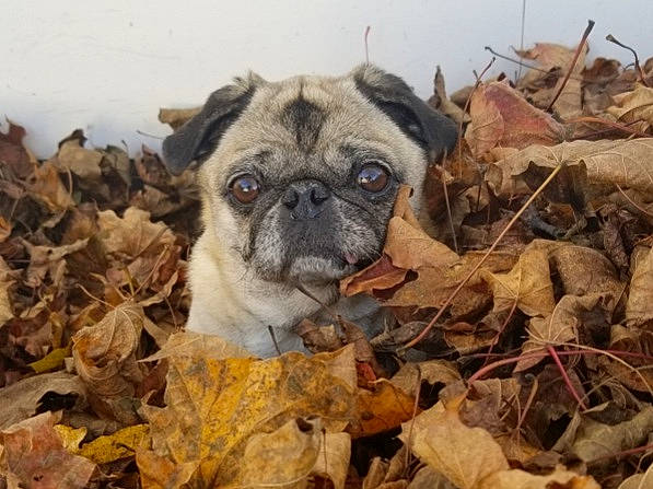 Brandy is registered to the contest to win money with this photo: canidae, carnivore, companion_dog, dog, dog_breed, fawn, fur, grass, landscape, plant, pug, snout, soil, sporting_group, terrestrial_animal, toy_dog, tree, whiskers, wildlife, wrinkle