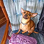 Luna is registered to the contest to win money with this photo: blue_chair, brown_dog, carpet, chair, collar, curious, cute, dog, domestic, ear_up, fabric, floor, indoor, looking_up, pet, purple_cloth, small_dog, torn_cloth, velvet, wooden_armrest