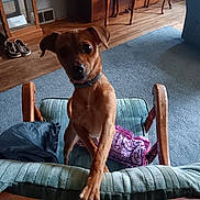 Luna joined the competition — help win amazing prizes! armrest, brown_dog, carpet, chair, curious, cushion, cute, dog, domestic, floor, furniture, indoor, living_room, looking_at_camera, paw, pet, purple_cloth, shoes, small_dog, wooden_furniture