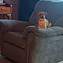 Luna joined the competition — help win amazing prizes! armrest, books, bookshelf, brown_dog, carpet, chair, collar, cozy, curtains, daylight, dog, furniture, home, indoor, living_room, pet, quiet, relaxed, small_dog, window