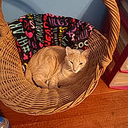 Ash is registered to the contest to win money with this photo: cat, basket, blanket, wooden_floor, feline, indoor, resting, cozy, home, pet, animal, orange_cat, woven, patterned_blanket, relaxing, comfort, domestic, fur, ears, whiskers
