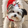 Bella is registered to the contest to win money with this photo: adorable, animal, black_fur, companion, curious, cute, dog, fluffy, friendly, fur, hair_accessory, outdoor, pet, portrait, red_sweater, sidewalk, small_dog, standing, walking_surface, white_fur
