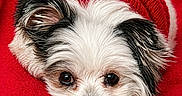 Bella is registered to the contest to win money with this photo: animal, black_and_white, close_up, cozy, cute, dog, eyes, face, fur, indoor, knitwear, lying_down, nose, pet, puppy, red_blanket, red_sweater, resting, soft_texture, warm