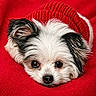 animal, black_and_white, close_up, cozy, cute, dog, eyes, face, fur, indoor, knitwear, lying_down, nose, pet, puppy, red_blanket, red_sweater, resting, soft_texture, warm