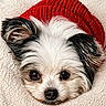 Bella is registered to the contest to win money with this photo: animal, blanket, close_up, cozy, cute, dog, ears, eyes, face, fur, indoors, knitted, looking_at_camera, nose, pet, portrait, puppy, red_sweater, resting, small_dog