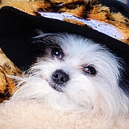 Bella joined the competition — help win amazing prizes! adorable, animal, blanket, closeup, cozy, cute, dog, fashion, fluffy, fur, hat, indoor, pet, portrait, resting, sleepy, small_dog, soft, tiger_stripe, white