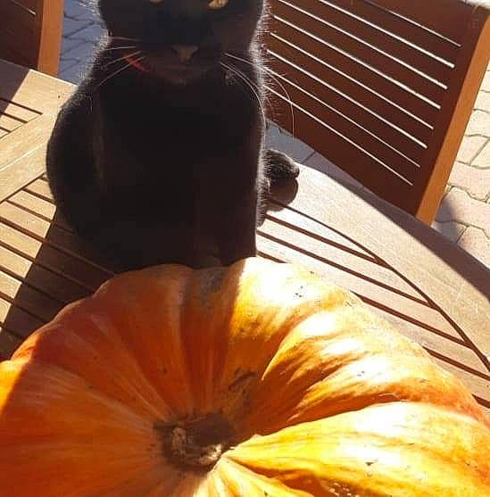 Chatounet a rejoint le concours — aidez-le/la à gagner de superbes lots ! black_cat, calabaza, carnivore, cat, cucurbita, felidae, gourd, plant, pumpkin, small_to_medium_sized_cats, tail, whiskers, winter_squash